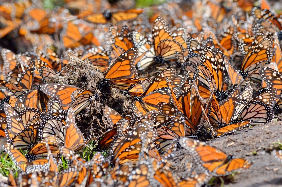 Monarch Butterflies, Michoacan, Mexico